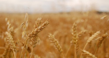 China makes large U.S. wheat purchase