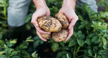 Cavendish Farms opens new potato plant in Alberta