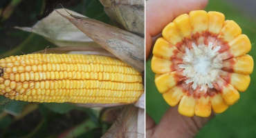 Corn are struggling to mature in southwest Michigan
