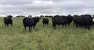 Consider Toxicity Issues When Fall Grazing