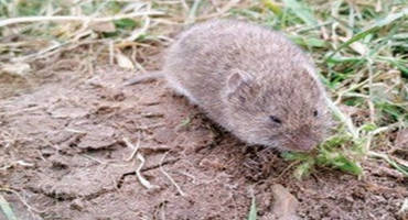 Vole management for Michigan crop producers