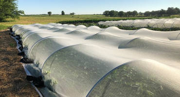 ISU Researchers Expand Study Of 'Mesotunnels' For Organic Crops