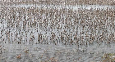 A challenging soybean harvest is ahead for Minnesota