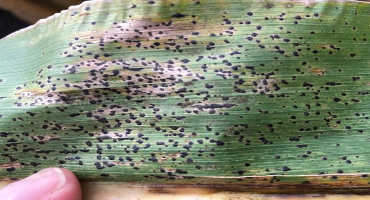 Update on tar spot of corn in Minnesota