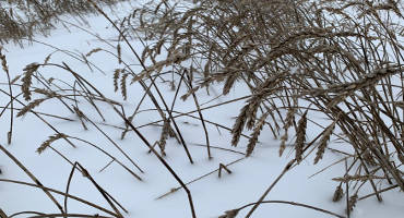 Wheat Still in Fields Raises Concerns