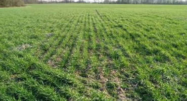 Uncovering the Economic Sense of Planting Cover Crops