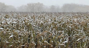 Weather challenges corn harvest