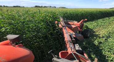 Managing frosted forage crops on prevent plant acres