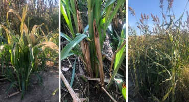 Forage Hazards Following a Freeze Event
