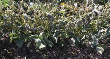 Frost Damage to Soybeans