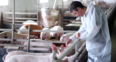 Could African swine fever make its way into the United States?