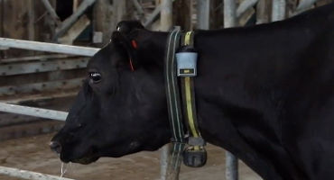 Fitbits For Cows: A&M Researcher Milks New Technology For Higher Yields, Happier Cows
