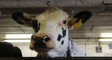 Most U.S. Dairy Cows Are Descended From Just 2 Bulls. That's Not Good