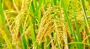Ont. farm harvests first rice crop