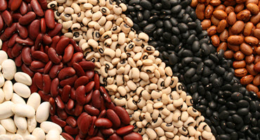 Ont. edible bean farmers face harvest challenges