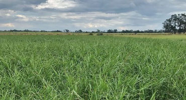  Nutritional Value of Stockpiled Limpograss in the Florida Panhandle