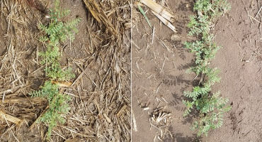 Field Pea and Chickpea Germination and Yield as Affected by Tillage