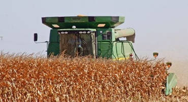 Managing Corn Harvest this Fall with Variable Corn Conditions