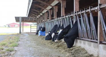 Maximizing Feed Intake: Key for Transition Cow Success