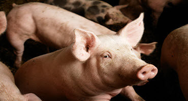 Weigh your pork marketing options