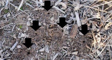 The Benefits of Long-term No-till on Earthworm Activity and Rooting Depth