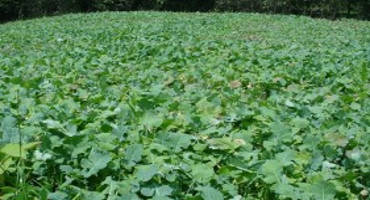 Winter Annual Grazing Plots