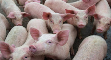 Research Brief: Could African swine fever make its way into the United States?