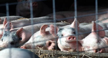 African Swine Fever to impact global protein markets for years