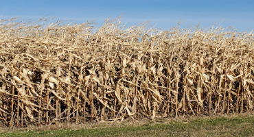 Unharvested Corn Can be Feed for Cattle