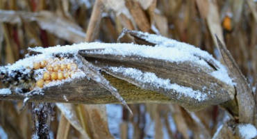 Ag Producers Should Contact Insurance Agents if Harvest Delayed