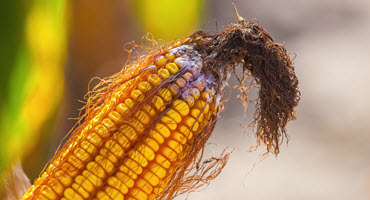 Low level of DON in 2019 grain corn