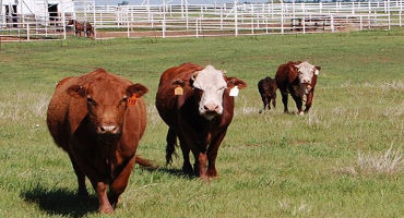 Sustainable Parasite Control in Cattle
