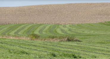 Alfalfa doesn’t need fall potassium fertilizer application to aid winter hardiness in Minnesota, research shows