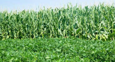 2020 corn, soybean futures offer attractive marketing opportunities