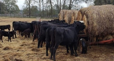 Tight Margins Call for Proactive Cattle Feeding Management