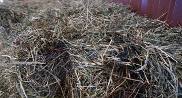 Buying Winter Hay for Horses
