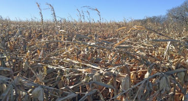 Frequently Asked Questions about Grazing Corn Residue Fields with Excessive Downed Corn