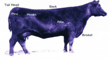 Get Your Cattle Ready for Winter Before the Snow Flies