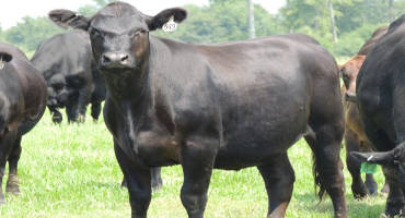 Nutritional Management of Beef Replacement Heifers