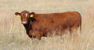 Tips to Improve Cow Performance While Consuming Low-quality Forages