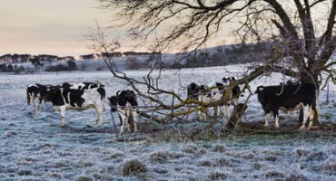 Have your hay, and eat it, too