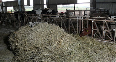 Poor forage quality spurs concerns over malnutrition this winter