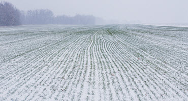 Winter wheat seeding promising in Ont.