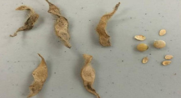 Where’s the Bean? Missing Seed in Soybean Pods