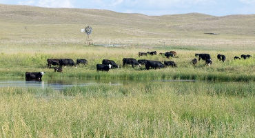 Understanding the Value of Grass in Nebraska