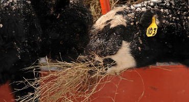 Oklahoma producers face start of hay feeding season