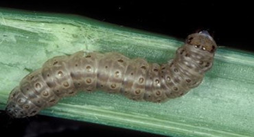 Secrets to climate change adaptation uncovered in the European corn borer moth