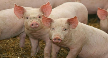Study: More medium chain fatty acids in swine feed not necessarily better
