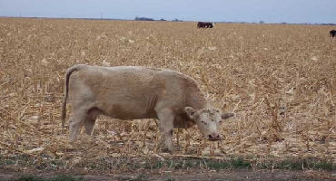 Crop residues: Nutritive value and options for grazing