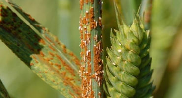 Research Brief: Origin of deadly wheat pathogen revealed